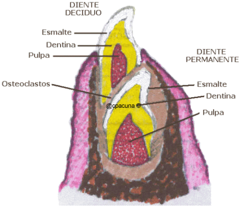 Histología del cemento dentario 