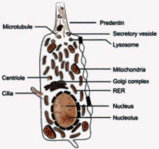 Odontoblasto