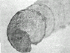 wpe6.gif (17965 bytes)
