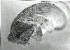 wpe4.gif (19845 bytes)
