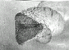 wpe8.gif (19280 bytes)